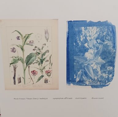 herbier cyanotype.jpg